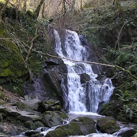 Tolare-berri