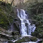 Tolare-berri
